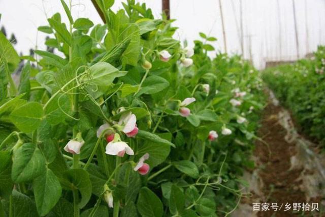 “荷兰豆”怎样种植才能增产增收?干货建议收藏