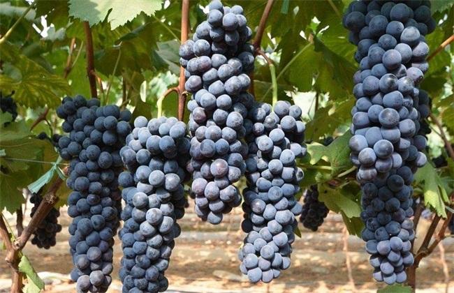 夏黑葡萄的种植技术 - 水果种植 - 黔农网