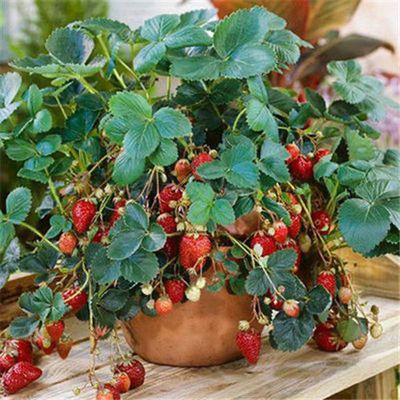 奶油草莓种子四季结果室内阳台盆栽水果种子易种植高产蔬菜种子籽